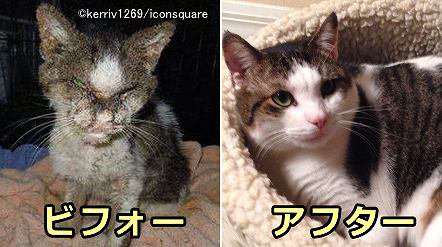 グレムリン状態で保護された子猫の「ダイヤモンド」~たった2年で過去の黒歴史を帳消しにする美猫に