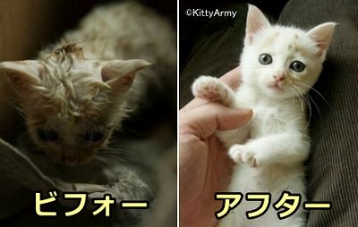雨の中で凍えていた子猫の「ユートピア」~優しい飼い主さんに拾われて身も心も温まる
