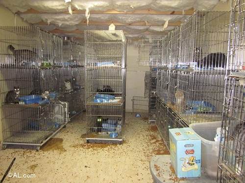 猫の繁殖施設崩壊現場