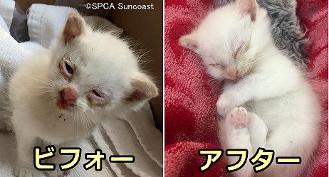 走行中の車からゴミのように投げ捨てられた子猫の「エイプリル」～肺炎を克服して生き延びようと必死に格闘中