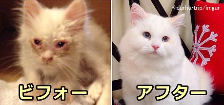 みすぼらしい状態で保護された子猫の「サイラス」～2年後にはモデル級の美貌で周囲を驚かす