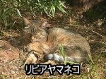 猫の直系の祖先といわれているリビアヤマネコ(アフリカヤマネコ)