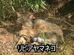 猫の直系の祖先といわれているリビアヤマネコ（アフリカヤマネコ）