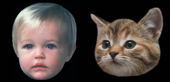 赤ん坊の顔と猫の顔の比較写真