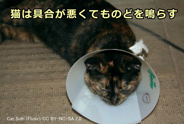 猫がゴロゴロとのどを鳴らす 発声の仕組みからシチュエーション別の意味まで 子猫のへや