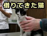 猫が大人しくなるのは警戒性徐脈の一種だと考えられる