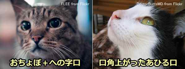 猫の口を正面から見たところと横から見たところ