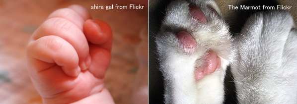 赤ん坊の手と猫の前足