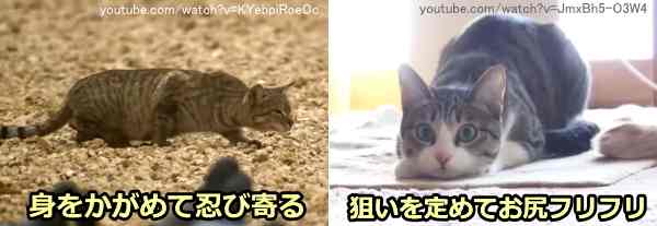 猫は獲物を見ると、身をかがめて忍び寄り、狙いを定めてお尻を振る