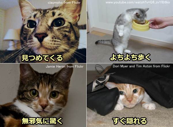 猫が見せる可愛いしぐさの数々