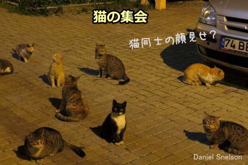 猫が夜な夜な開く集会の明確な理由は、実はよくわかっていない