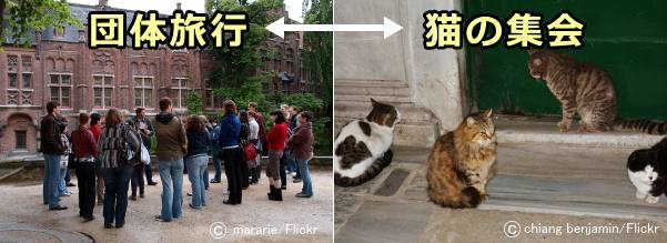 猫の集会と人間の団体旅行は似ている