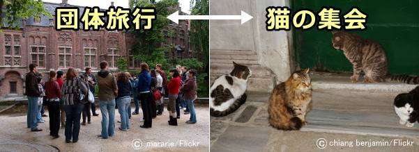 猫の集会を開く 不思議な行動に現れる猫の本能や習性を知る 子猫のへや