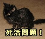 猫にとって体が濡れることは命取りになりかねない