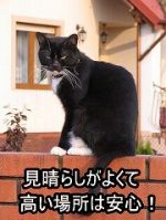 猫にとって高い場所は、敵を発見しやすく逃げやすい、格好の秘密基地