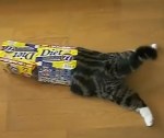 狭い場所は、猫には獲物となる小動物の隠れ家に見える