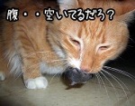 猫が飼い主に虫や動物の死体をお土産として持ってくるのは、飼い主のことを狩りのできない「ねんね」扱いしているから