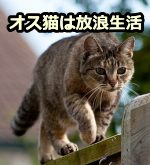 オス猫は性的に成熟するとメスの集団から離脱し、放浪の旅に出る