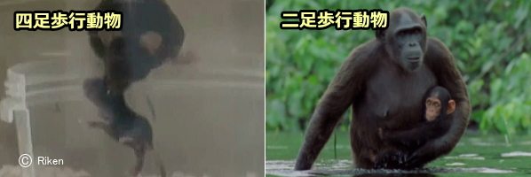 四足歩行の動物と二足歩行の動物とでは、鎮静反応の発動トリガーが異なる