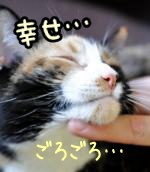 猫がゴロゴロとのどを鳴らす理由として最も有名なのは、「赤ちゃん返り」説