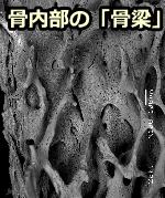 猫のゴロゴロは骨密度の維持に役立っている可能性がある
