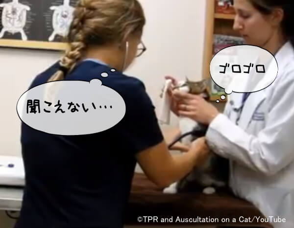 診察中に猫がゴロゴロ喉を鳴らすと病気の重大な徴候を聞き漏らす可能性がある