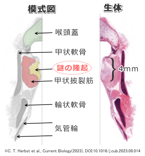 猫の声帯の断面模式図