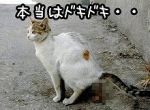 ウンチをするという行為は、猫にとって緊張感を伴う一大イベント