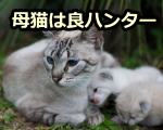野生環境では、子猫を抱えた母猫のほうが、通常のメス猫よりも優秀なハンターになる