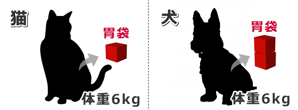 同じ体重の犬と猫における胃袋の容積比較