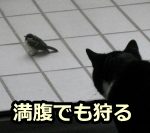 猫は空腹であるかどうかに関わらず狩猟行動を起こす特異な動物