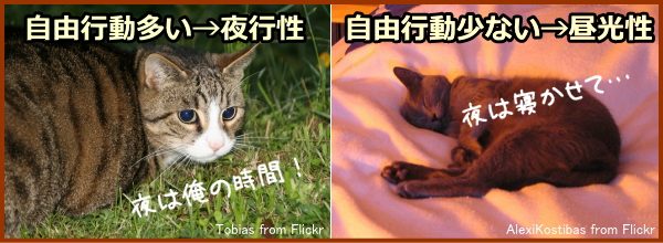 猫は行動を制限されると、人間の生活と同様「昼光性」になる